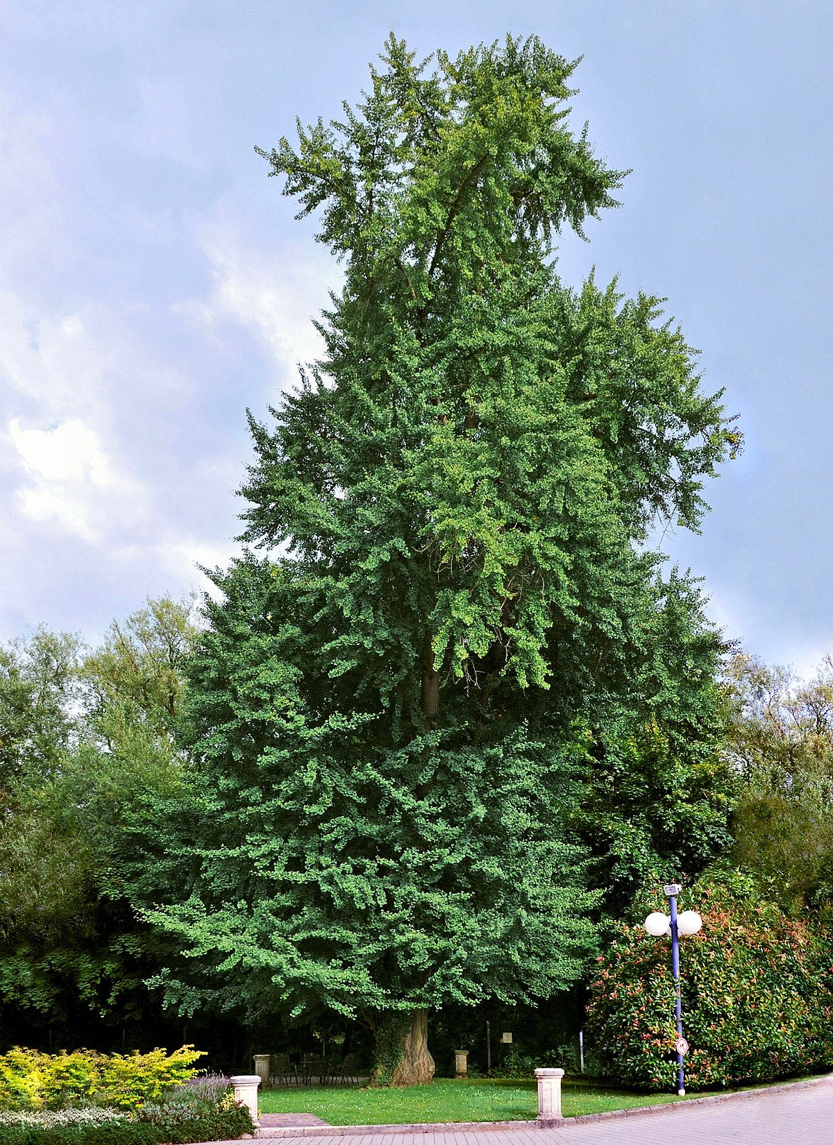 Ginkgosamen zum Pflanzen alter Bäume