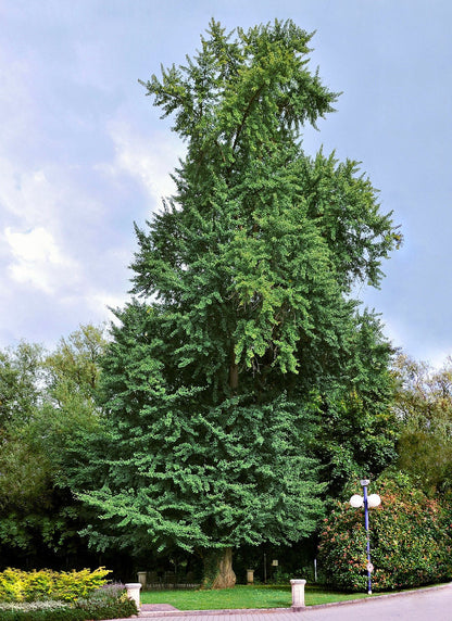 Ginkgosamen zum Pflanzen alter Bäume