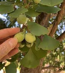 Ginkgo Seeds For Planting Ancient Trees heirloom non-gmo organic garden seeds