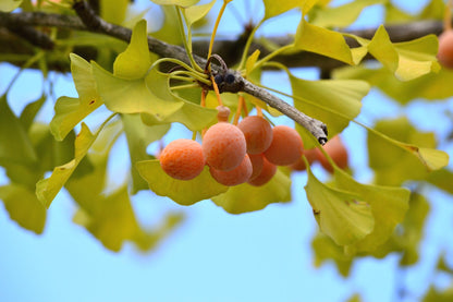 Ginkgosamen zum Pflanzen alter Bäume
