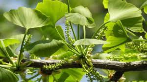 簡単に植えられる壮麗なイチョウの種