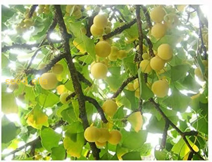 イチョウの種子（植え付け用）－混合品種