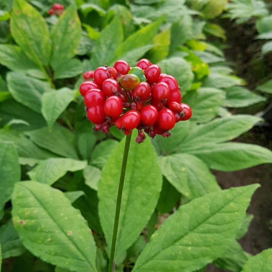 Semi di Erba di Ginseng Americano