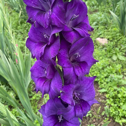Purple Gladiolus Flower Seeds