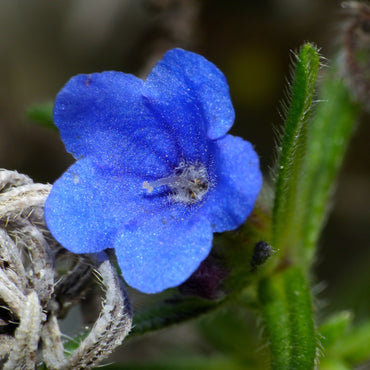 Glandora Diffusa Flower  Seeds