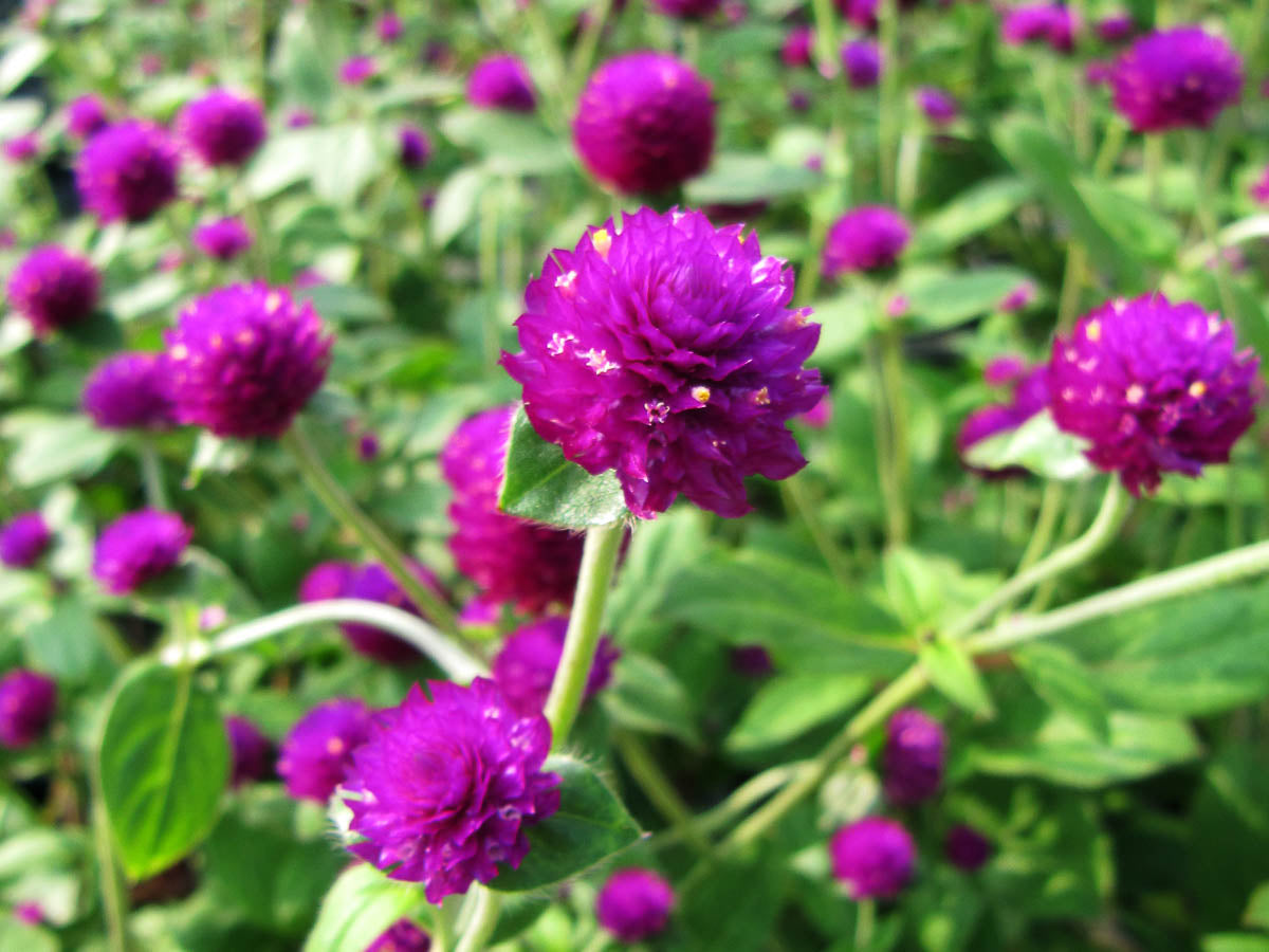 Purple Gomphrena Globe Amaranth Flower Seeds