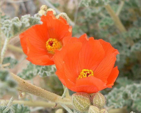 Apricot Desert Globemallow (Mallow Sphaeralcea ambigua) Flower Seeds