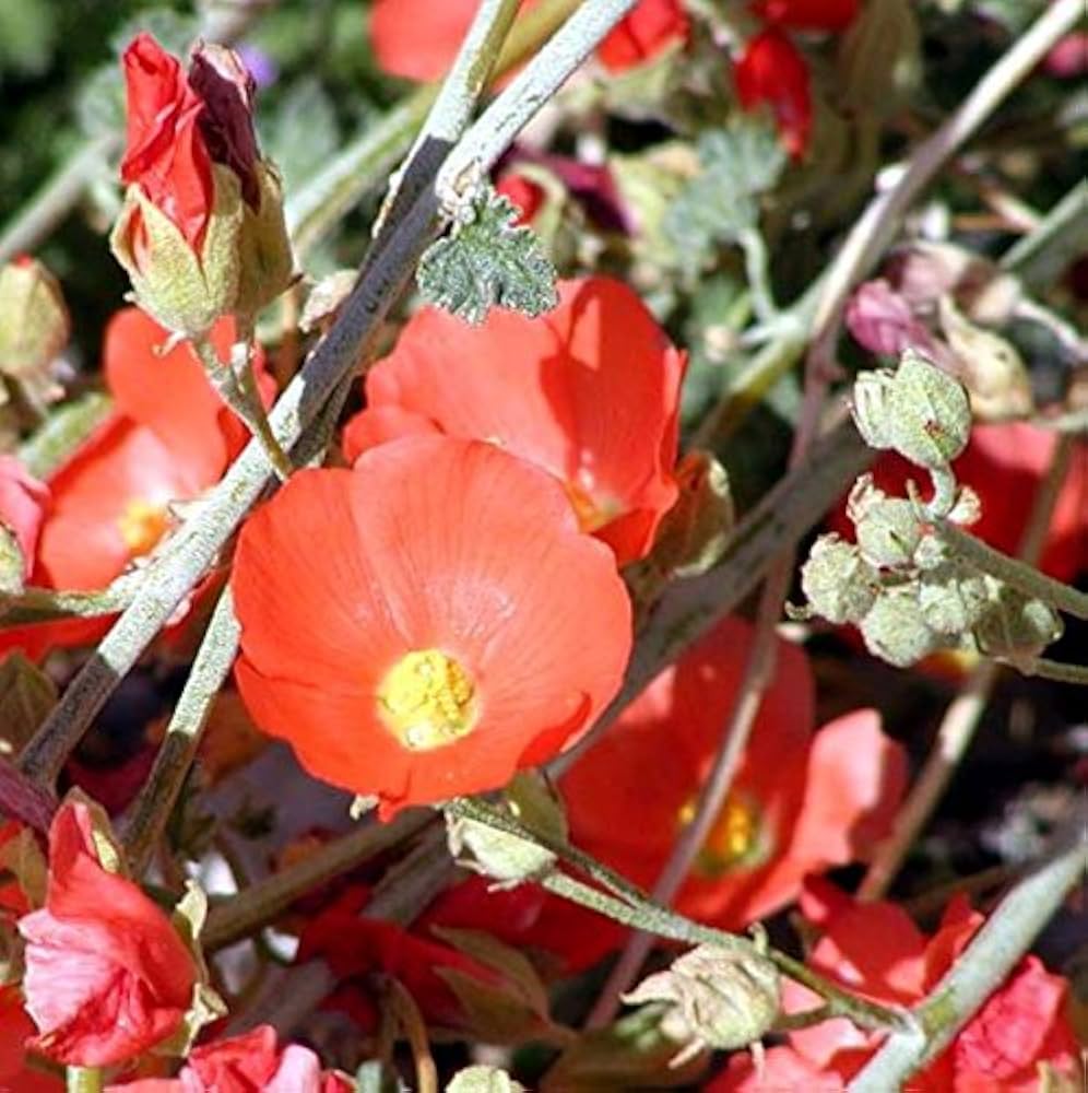 Apricot Desert Globemallow (Mallow Sphaeralcea ambigua) Flower Seeds