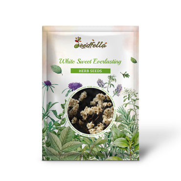 White Sweet Everlasting (Gnaphalium obtusifolium) Butterfly Flower Herb Seeds