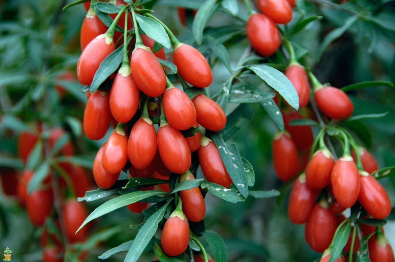 Goji Berry (Lycium barbarum) Seeds