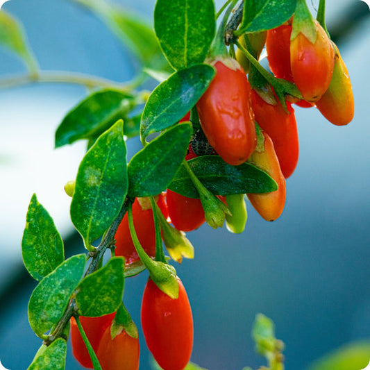 Goji Berry Lycium Barbarum Seeds heirloom non-gmo organic garden seeds