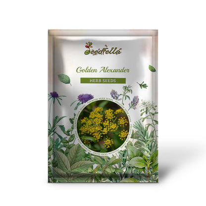 Golden Alexander (Zizia aurea) Flower Seeds - Meadow Zizia, Golden Zizia