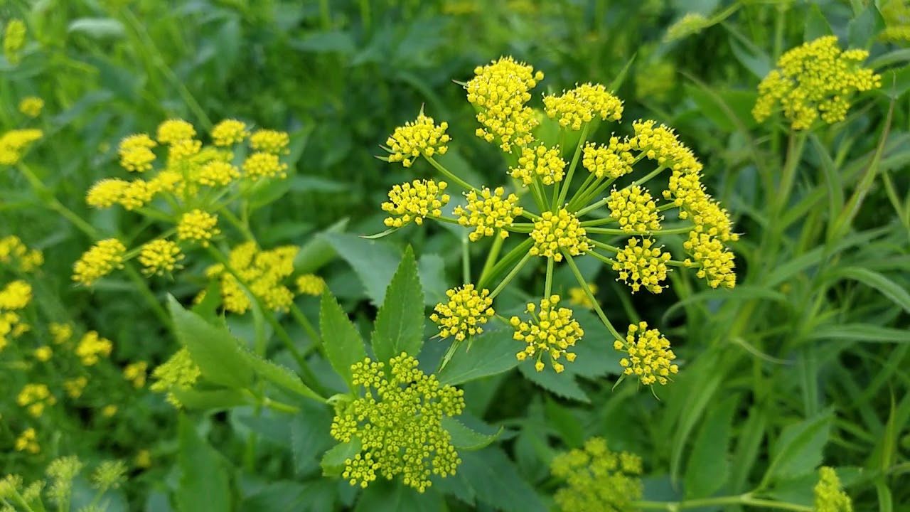 Golden Alexander (Zizia aurea) Flower Seeds - Meadow Zizia, Golden Zizia