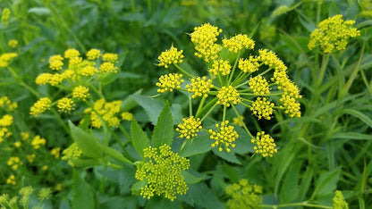 Golden Alexander (Zizia aurea) Flower Seeds - Meadow Zizia, Golden Zizia