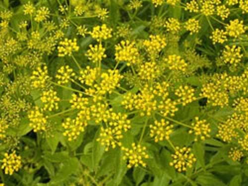 Golden Alexander Zizia Aurea Flower Seeds Meadow Zizia, Golden Zizia heirloom non-gmo organic garden seeds