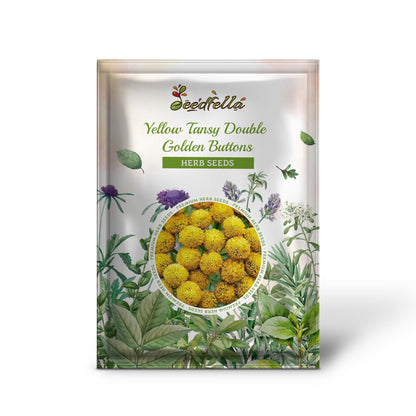 黄色のタンジー二重黄金ボタン（Tanacetum vulgare）シダ葉花の種
