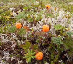 Rare Cloudberry Seeds for Planting