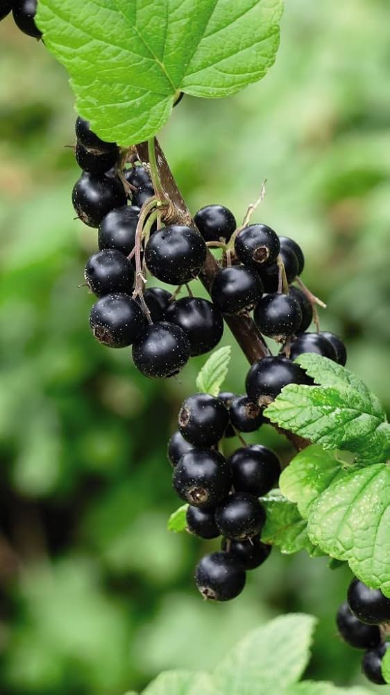 Golden Currant (Ribes chrysobotrya aurea) Shrub Seeds – Black Fruit with Bright Yellow Flowers