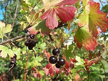 Golden Currant (Ribes chrysobotrya aurea) Shrub Seeds – Black Fruit with Bright Yellow Flowers