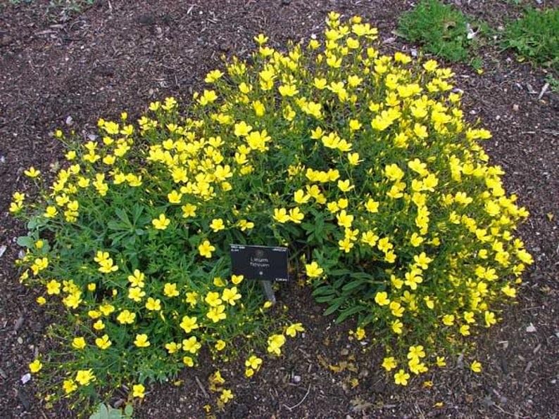 Organic Golden Flax (Linum flavum) Yellow Linseed Common Flower Seeds