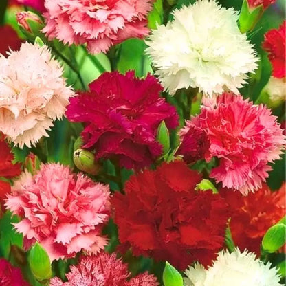 Carnation Flower seeds for Planting - Cottage Garden Essential, Heirloom & GMO Free Seeds for Home Garden