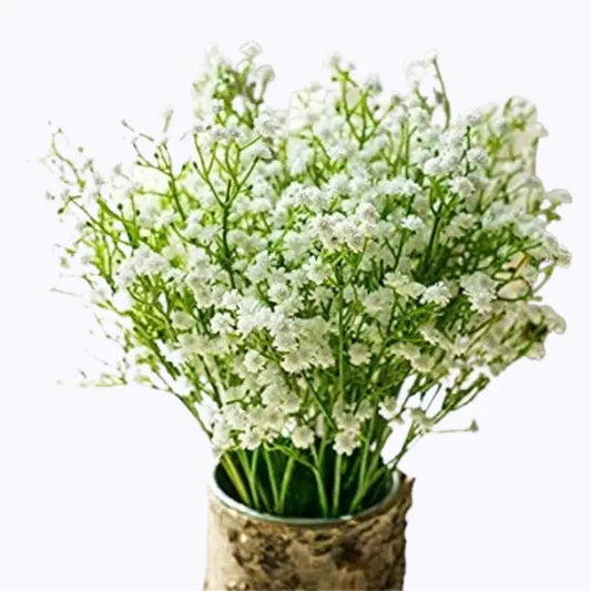 Gypsophila Flores Flower seeds for Planting - Long Bloom Season, Heirloom & GMO Free Seeds for Home Garden