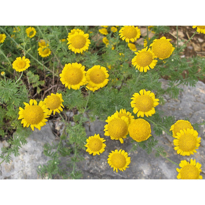Golden Marguerite Daisy (Anthemis tinctoria), Dyer’s Yellow Chamomile, Paris Daisy Herb & Flower Seeds