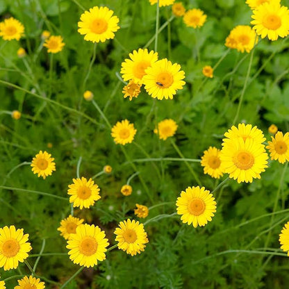 Golden Marguerite Anthemis Tinctoria Seeds heirloom non-gmo organic garden seeds