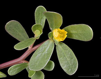 Organic Golden Purslane (Portulaca sativa) Vegetable Herb Yellow Flower Seeds