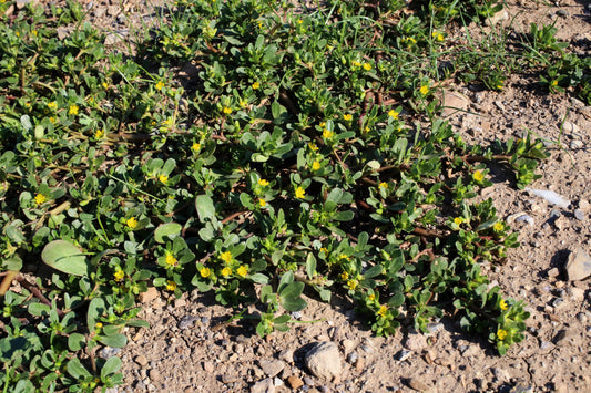 Organic Golden Purslane Portulaca Sativa Vegetable Herb Yellow Flower Seeds heirloom non-gmo organic garden seeds
