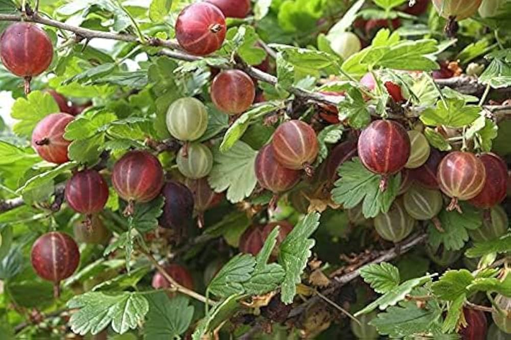 Gooseberry Ribes Uva Crispa Fruit Seeds For Planting In Garden And Orchard heirloom non-gmo organic garden seeds