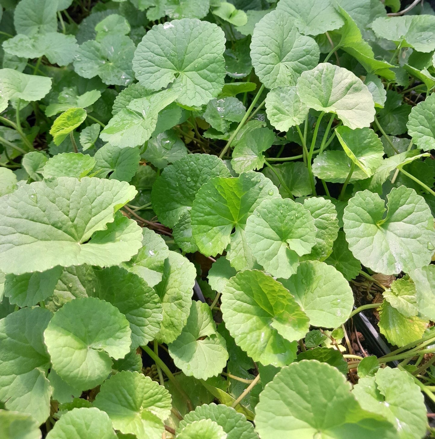 Gotu Kola Seeds for Herbal Planting