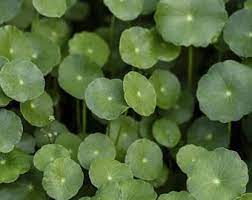 Spadeleaf (Edible Coinwort) Centella Asiatica (Gotu Kola) Herb Pink Flower Seeds