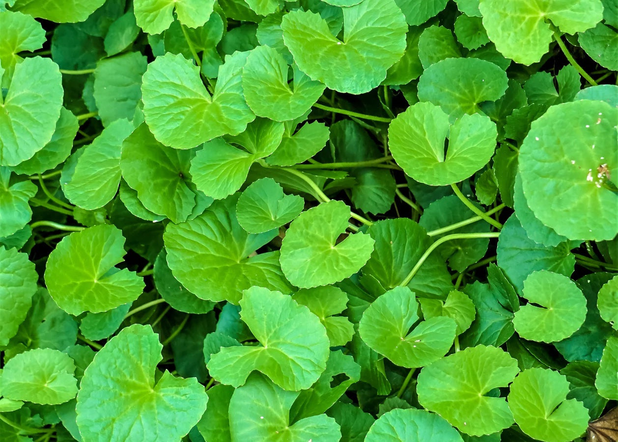 Gotu Kola Seeds for Herbal Planting