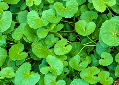 Gotu Kola Seeds for Herbal Planting