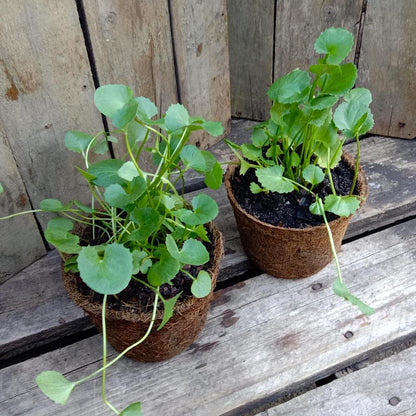 Gotu Kola Seeds For Herbal Planting heirloom non-gmo organic garden seeds