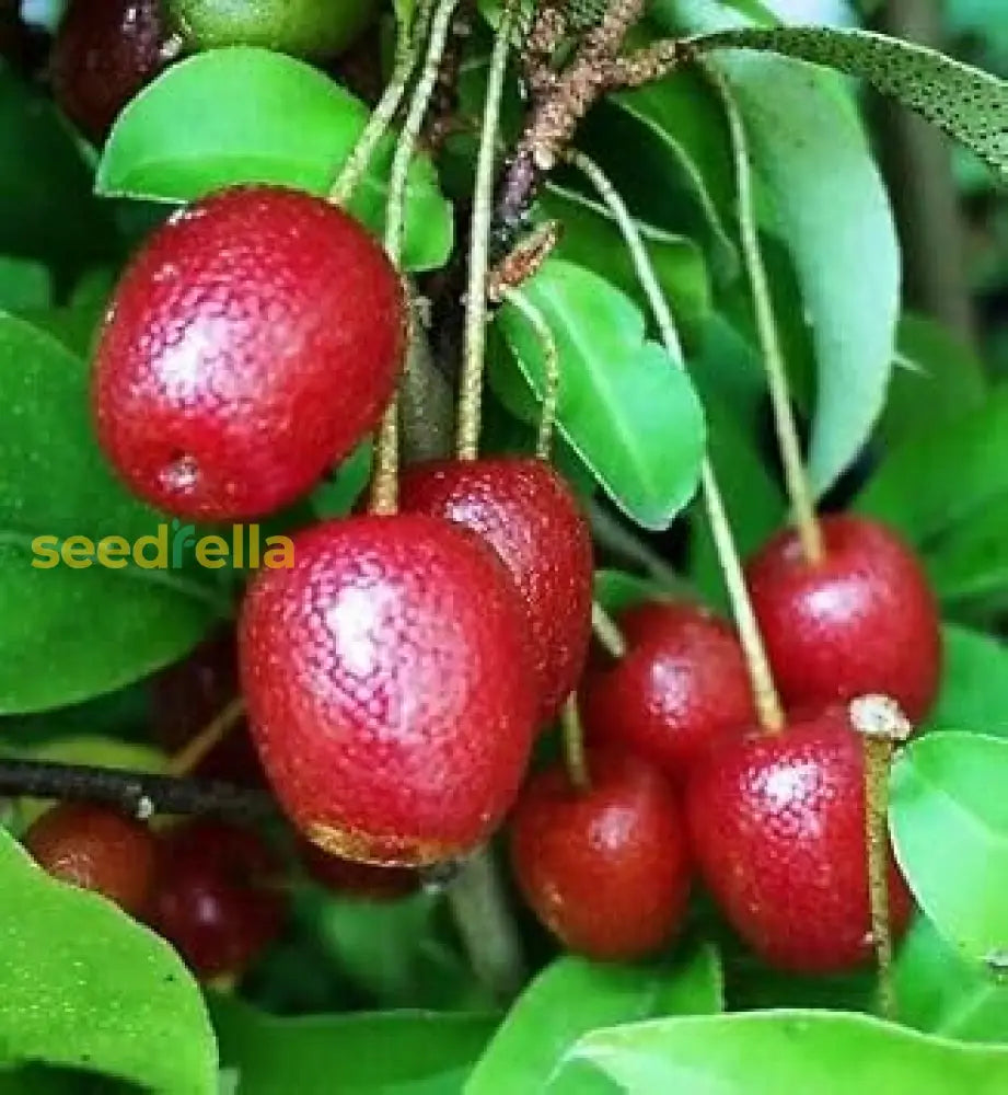 Goumi Fruit Seeds For Planting Grow Your Own Delicious, Antioxidant Rich Berries heirloom non-gmo organic garden seeds