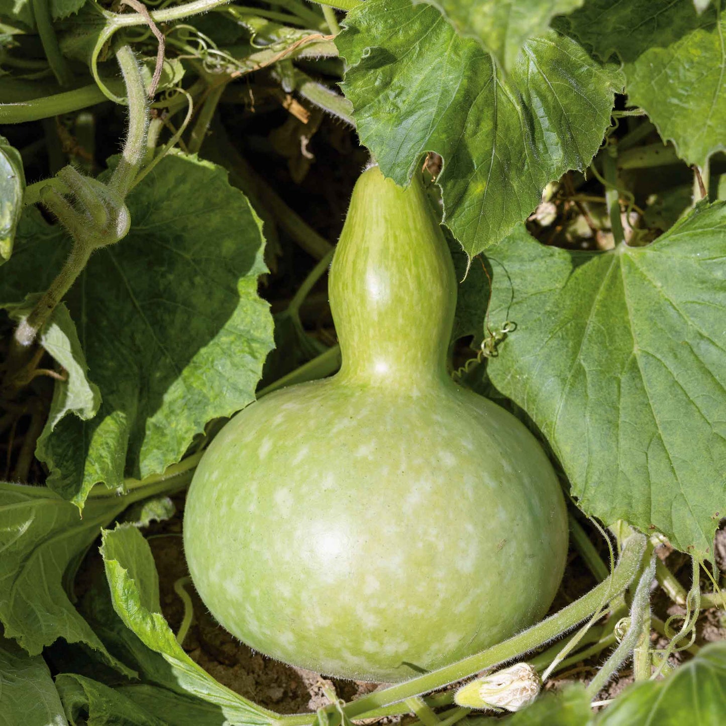 Hardshell Gourd (Lagenaria siceraria) Vegetable Seeds for Planting – Heirloom, Non-GMO, Durable Shell, Easy to Grow