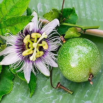 Purple Passion Flower (Passion Fruit) Granadilla Passiflora Incarnata Vine Seeds