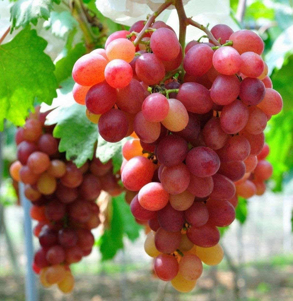 Exotic Elegance: Grape Fruit Seeds For Planting Red Green heirloom non-gmo organic garden seeds