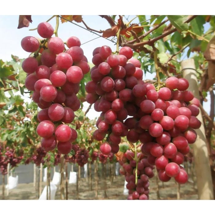 Exotic Elegance: Grape Fruit Seeds for Planting Red Green