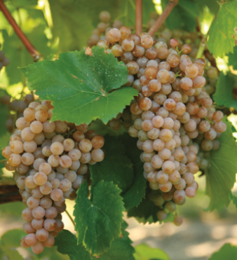 Europäische Weinreben (Vitis vinifera) Samen