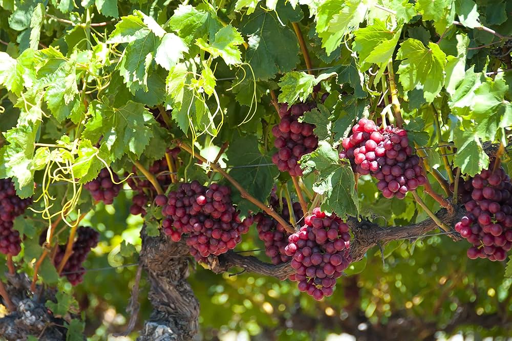 Grape Vitis Vinifera Fruit Seeds For Planting For Orchard heirloom non-gmo organic garden seeds