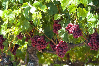 Grape Vitis Vinifera Fruit Seeds For Planting For Orchard heirloom non-gmo organic garden seeds