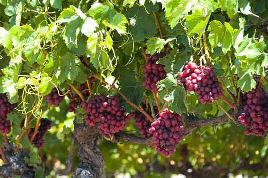 Grape Vitis Vinifera Fruit Seeds For Planting For Orchard heirloom non-gmo organic garden seeds