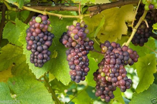 Grape Seeds For Planting Vitis Vinifera Mixed Colors Edible Garden Trellis heirloom non-gmo organic garden seeds