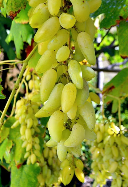 Grape Fruit Citrus x paradisi Fruit Seeds for Planting in Tropical Garden