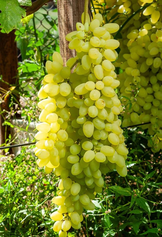 Grape Fruit Citrus X Paradisi Fruit Seeds For Planting In Tropical Garden heirloom non-gmo organic garden seeds