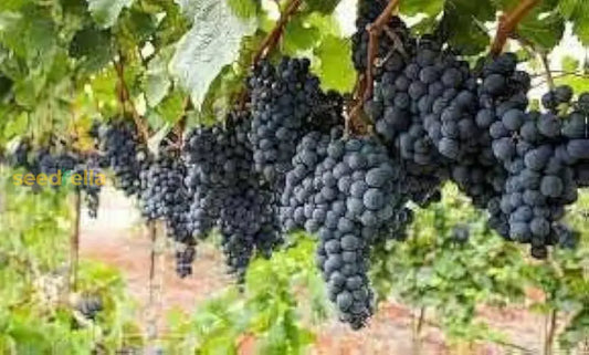Grape Fruit Planting Seeds For Garden & Home Planting heirloom non-gmo organic garden seeds