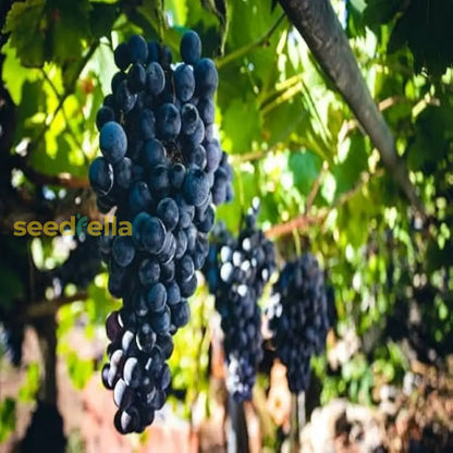 Grape Fruit Planting Seeds for Garden & Home Planting